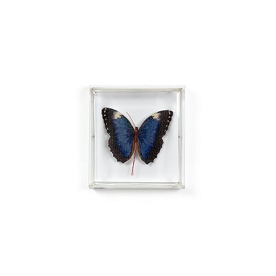 Quadro Acrílico Botânica - Borboleta Azul