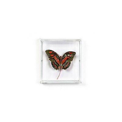 Quadro Acrílico Botânica - Borboleta Vermelha