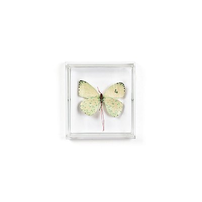 Quadro Acrílico Botânica - Borboleta Branca