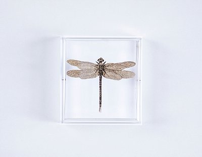 Quadro Acrilico Botânica - Libélula