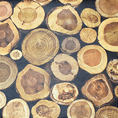 Papel de Parede Importado Troncos de Eucalipto com 10 Metros