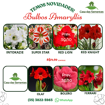 Kit 10 Bulbos De Amaryllis Sortidos Naturais - Promoção