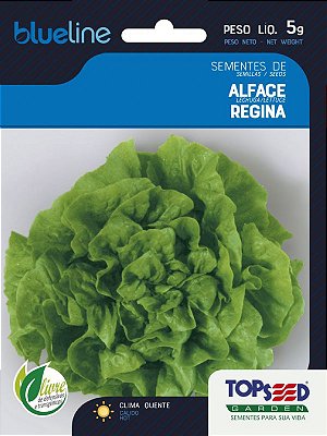 Semente de Alface Regina - 5 g