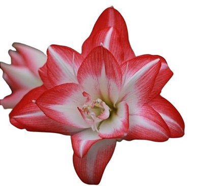 Bulbo Amaryllis Flamingo Peacock Vermelha com Branco Dobrada