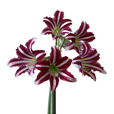 Bulbo De Flores Amarílis Amaryllis Santiago