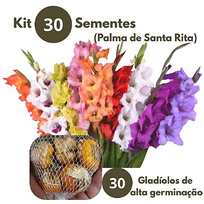 Kit 30 Bulbos Gladiolos (Palma de Santa Rita) / sementes - Flores de Corte Coloridas e Elegantes Gladíolo Variado