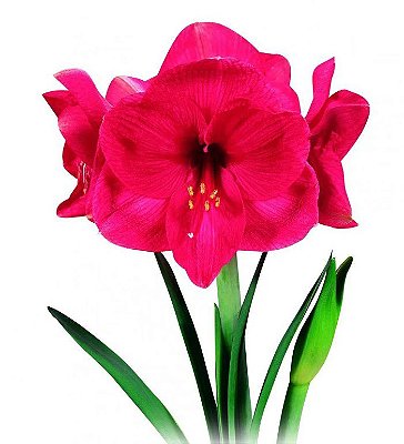 Bulbo Amaryllis Bolero (Pink)