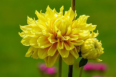 Bulbo Dalia Promise (Amarela)