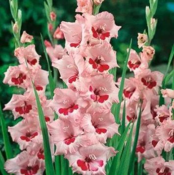 Bulbos Gladiolo W Roses  (Rosa vermelho)