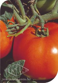 Semente de  Tomate Super Marmande (Gaúcho/Maçã) - Envelope 3,5g