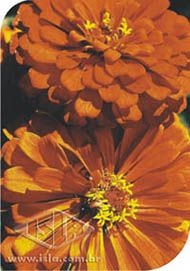 Semente de Flor Zinnia Gigante da Califórnia Laranja - Envelope 0,3g