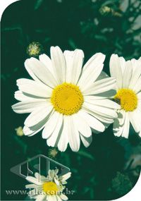 Semente de Flor Margarida Gigante Branca - Envelope 300mmg