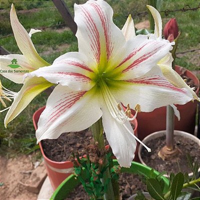 Bulbo Amaryllis Amorice Branc/Verm