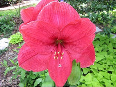 Bulbo Amaryllis André (Pink)