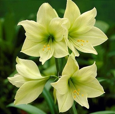 Bulbo Amaryllis louise Verde