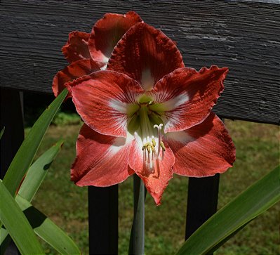 Bulbo Amaryllis Minerva (Vermelho / Branco)