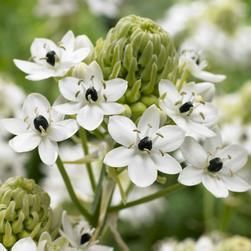 Bulbo Ornithogalum