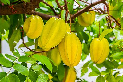 Muda De Carambola  (Lata)