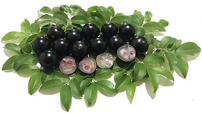 Muda De Jabuticaba Sabará