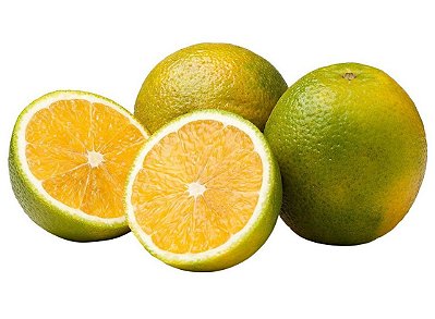 Muda De Laranja Da Terra