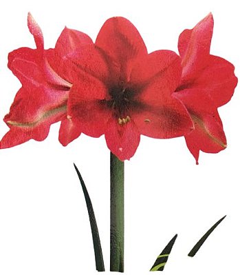 Bulbo Amaryllis Pink Panther