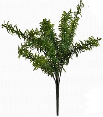 Alecrim Muda Verde 44cm