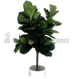 Ficus Lyrata Muda 210cm