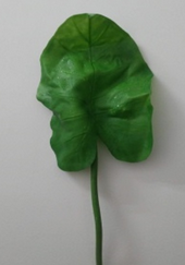 Philodendron Haste 75cm
