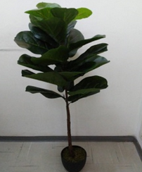 Ficus Lirata Muda 130cm