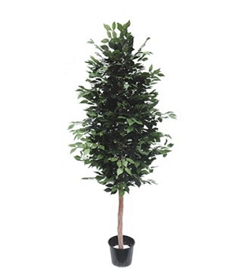 Ficus Benjamina Muda 160cm