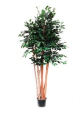 Ficus Benjamina Muda E Troncos 210cm
