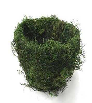 Vaso De Musgo Natural Verde 15x17cm