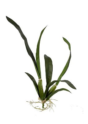 Orquídea Oncidium Folha G Verde 50cm