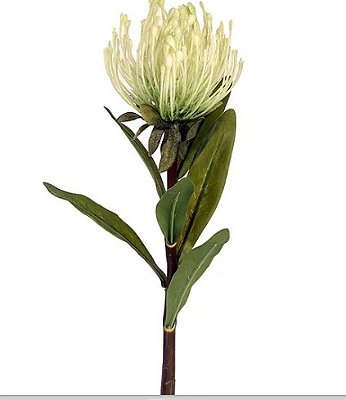 Protea Spray Com Folha Branco