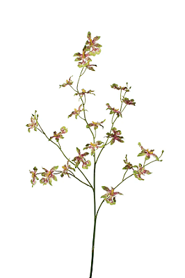 Orquídea Dancing Verde e Vinho