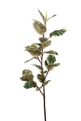 Ficus Variegata Elástica Verde 119cm