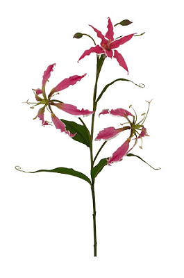 Galho De Gloriosa Fucsia 75cm