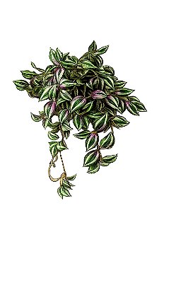 PENDENTE LAMBARI C/UV 60cm