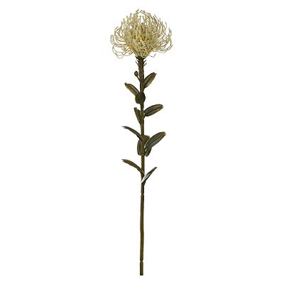 PROTEA (CREME OUTONO) 60cm