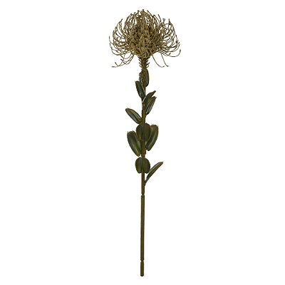 PROTEA (PALHA) 60cm