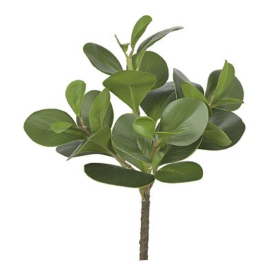 CLUSIA REAL TOQUE (VERDE) 33cm