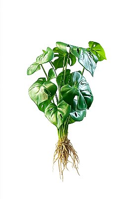 COSTELA DE ADAO REAL TOQUE C/RAIZ (VERDE) 48cm