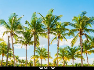 PALMEIRAS