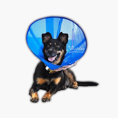 Colar Protetor Flexível Vestdog Azul