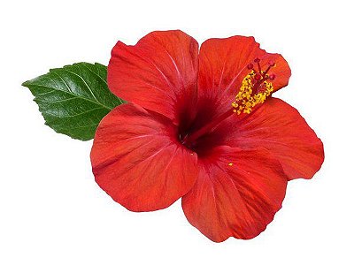 Hibisco ou Graxa De Estudante