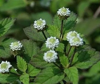 Erva Dos Astecas Adoçante Natural - Lindas Mudas