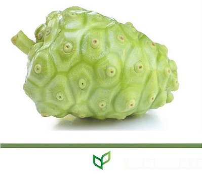 Noni - Lindas Mudas