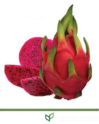 Pitaya Vermelha  - Estacas Enraizadas