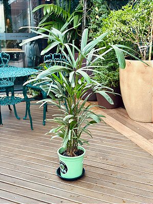 DLI - Plantas