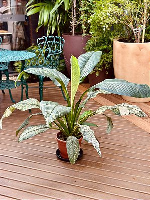 DLI - Plantas